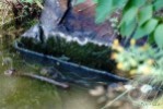 244. Oedogonium sp.
nrosty, lesn jezrko, Lotice
Autor: Petr Haler
Kategorie: Algologie