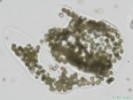 243. Microcystis wesenbergii
Autor: Petr Haler
Kategorie: Algologie