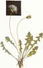 62. Taraxacum erythrospermum f. achyrocarpum
Author: Radim J. Vaut
Category: Taraxacum