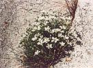 29. Psenice velkokvt
Psenice velkokvt (Arenaria grandiflora), Plava, jin Morava
Autor: cerna
Kategorie: Rostliny