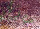 44. Kozinec
Kozinec psen (Astragalus arenarius), Semn u Peloue, vchodn echy
Autor: cerna
Kategorie: Rostliny
