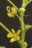 302. Cassia obtusifolia
Autor: Tom Vvra
Kategorie: Rostliny