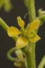 303. Cassia obtusifolia
Autor: Tom Vvra
Kategorie: Rostliny