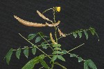304. Cassia occidentalis
Cassia occidentalis
Autor: Tom Vvra
Kategorie: Rostliny