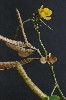 305. Cassia occidentalis
Autor: Tom Vvra
Kategorie: Rostliny