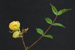 306. Cassia occidentalis
Autor: Tom Vvra
Kategorie: Rostliny