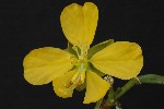 307. Cassia occidentalis
Autor: Tom Vvra
Kategorie: Rostliny