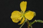 308. Cassia occidentalis
Autor: Tom Vvra
Kategorie: Rostliny