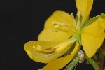 309. Cassia occidentalis
Autor: Tom Vvra
Kategorie: Rostliny