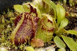 374. Cephalotus follicularis
Autor: Tom Vvra
Kategorie: Karnivorn rostliny