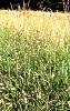 1. Pch panonsk
Pch panonsk (Cirsium pannonicum) u Vsetna
Autor: Martin Dank
Kategorie: Rostliny