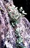 15. Skalnk celokrajn
Mlad kee skalnku celokrajnho (Cotoneaster integerrimus) na Valov skle u Vsetna
Autor: Martin Dank
Kategorie: Rostliny