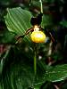 18. Kvt stevnku
Stevnk pantoflek (Cypripedium calceolus) m mezi naimi orchidejemi primt ve velikosti kvtu
Autor: Martin Dank
Kategorie: Rostliny