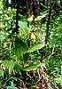 17. Stevnk pantoflek
Stevnk pantoflek (Cypripedium calceolus) je pr z naich orchidej nejkrsnj. (Stedomoravsk Krapaty, Lsky)
Autor: Martin Dank
Kategorie: Rostliny