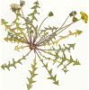 65. Taraxacum danubium
Autor: Radim J. Vaut
Kategorie: Taraxacum