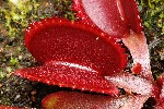377. Dionaea muscipula 'Sawtooth'
Autor: Tom Vvra
Kategorie: Karnivorn rostliny