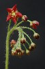 310. Drosera adelae
Autor: Tom Vvra
Kategorie: Karnivorn rostliny