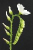 312. Drosera capensis
Autor: Tom Vvra
Kategorie: Karnivorn rostliny