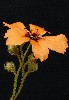 394. Drosera sewelliae
Autor: Tom Vvra
Kategorie: Karnivorn rostliny