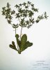 52. Eryngium foetidum
Eryngium foetidum (Apiaceae), Sal, Francouzsk Guyana
Autor: Michaela Sedlov
Kategorie: Rostliny