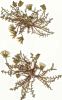 66. Taraxacum erythrospermum
Author: Radim J. Vaut
Category: Taraxacum