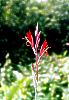 11. Dosna
Dosna (Canna indica) pat k nejtypitjm rostlinm Neotropick kvteny (Sal, centrln Francouzsk Guyana)
Autor: Martin Dank
Kategorie: Rostliny