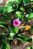 8. Svlaec
Ipomoea pes-caprae je typick rostlina pobench psin (Kourou, Francouzsk Guyana)
Autor: Martin Dank
Kategorie: Rostliny