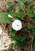 9. Svlaec
Ipomoea stolonifera roste na pobench psinch (Kourou, Francouzsk Guyana)
Autor: Martin Dank
Kategorie: Rostliny