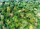 101. Nad tropickm detnm pralesem
Pohled z nzko letcho letadla na tropick pralesy Amazonie me vypadat teba takto (centrln Francouzsk Guyana).
Autor: Martin Dank
Kategorie: Biotopy a spoleenstva