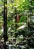 102. V tropickm detnm pralese
Takto me vypadat interir Amazonskho pralesa (Sal, centrln Francouzsk Guyana)
Autor: Martin Dank
Kategorie: Biotopy a spoleenstva