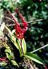 6. Rodriguezia
K Americkm tropm pat neodmysliteln tak tato orchidej - Rodriguezia lanceolata (Cacao, Francouzsk Guyana)
Autor: Martin Dank
Kategorie: Rostliny