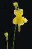 403. Genlisea aurea
Autor: Tom Vvra
Kategorie: Karnivorn rostliny