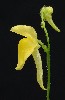 404. Genlisea aurea
Autor: Tom Vvra
Kategorie: Karnivorn rostliny