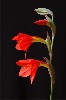 405. Gladiolus watsonioides
Autor: Tom Vvra
Kategorie: Rostliny