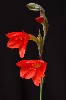 406. Gladiolus watsonioides
Autor: Tom Vvra
Kategorie: Rostliny