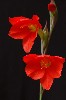 407. Gladiolus watsonioides
Autor: Tom Vvra
Kategorie: Rostliny
