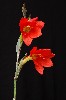 408. Gladiolus watsonioides
Autor: Tom Vvra
Kategorie: Rostliny