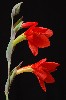 409. Gladiolus watsonioides
Autor: Tom Vvra
Kategorie: Rostliny