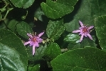 348. Grewia occidentalis
Autor: Martin Dank
Kategorie: Rostliny