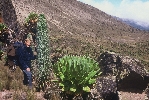 352. S lobelkou a starekem na Mt Kenya
Autor: Tom Berka
Kategorie: Rostliny