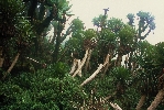 353. Lobelky v poho Virunga
Autor: Martin Dank
Kategorie: Rostliny