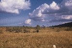 355. Pln Masai Mara
Autor: Martin Dank
Kategorie: Rzn