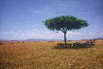 356. Pln Masai Mara
Autor: Martin Dank
Kategorie: Rzn