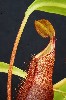 413. Nepenthes diatas
Autor: Tom Vvra
Kategorie: Karnivorn rostliny