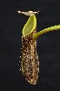 414. Nepenthes mikei
Autor: Tom Vvra
Kategorie: Karnivorn rostliny