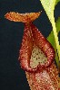 415. Nepenthes petiolata
Autor: Tom Vvra
Kategorie: Karnivorn rostliny
