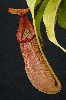 416. Nepenthes petiolata
Autor: Tom Vvra
Kategorie: Karnivorn rostliny