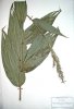 53. Olyra latifolia
Olyra latifolia (Poaceae) je npadnou statnou trvou okraj vesnic v jihoamerickch tropech, Sal, Francouzsk Guyana
Autor: Michaela Sedlov
Kategorie: Rostliny