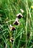 3. To melkovit
To melkovit (Ophrys holosericea) v NPR ertoryje, Bl Karpaty
Autor: Martin Dank
Kategorie: Rostliny