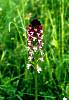 22. Vstava osmahl
Vstava osmahl (Orchis ustulata) je vzcnou orchidej rostouc na suchch loukch a strnch (PP Jevka u Vsetna)
Autor: Martin Dank
Kategorie: Rostliny